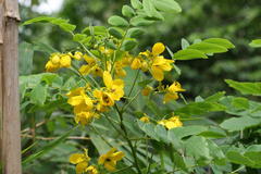 Senna surattensis